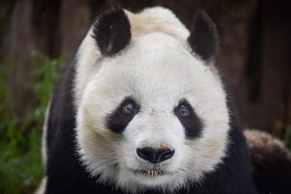 Giant pandas Shuan Shuan and Xin Xin celebrate their birthday in Mexico City