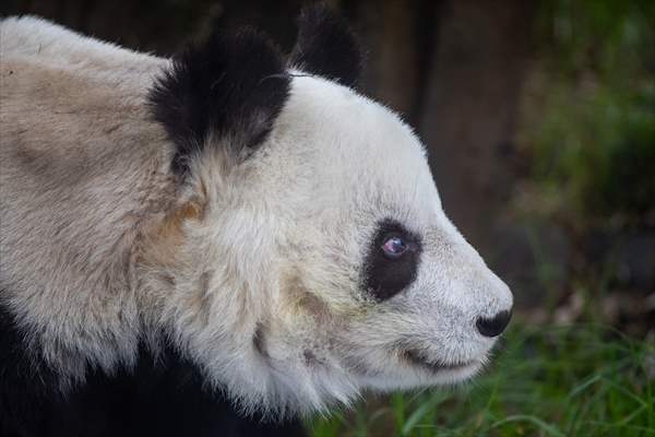 Giant pandas Shuan Shuan and Xin Xin celebrate their birthday in Mexico City