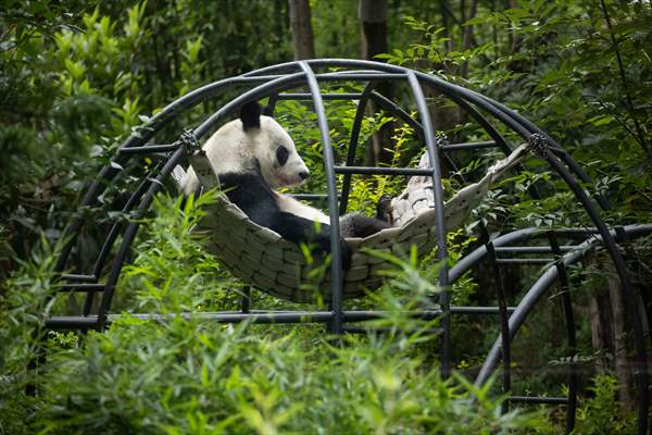 Giant pandas Shuan Shuan and Xin Xin celebrate their birthday in Mexico City