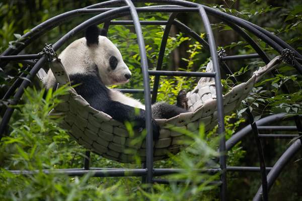 Giant pandas Shuan Shuan and Xin Xin celebrate their birthday in Mexico City