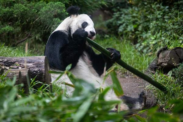 Giant pandas Shuan Shuan and Xin Xin celebrate their birthday in Mexico City