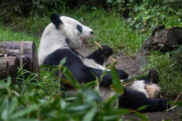 Giant pandas Shuan Shuan and Xin Xin celebrate their birthday in Mexico City