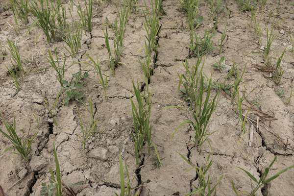 Drought emergency in Piedmont, Italy