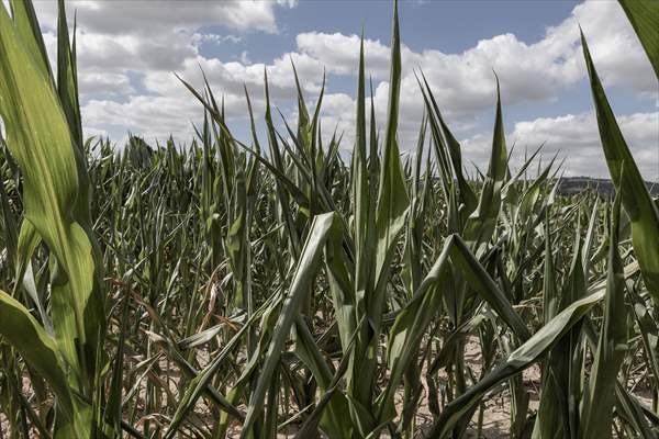 Drought emergency in Piedmont, Italy