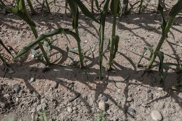 Drought emergency in Piedmont, Italy