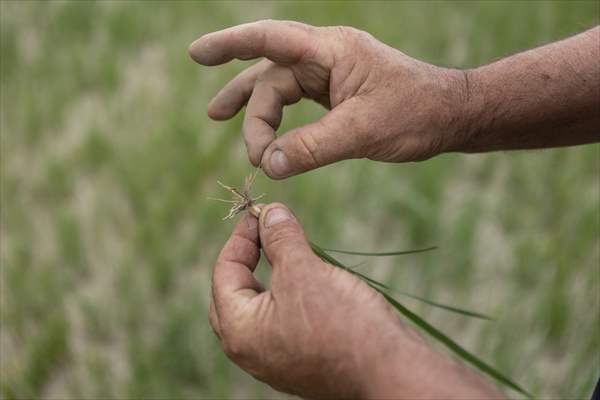 Drought emergency in Piedmont, Italy