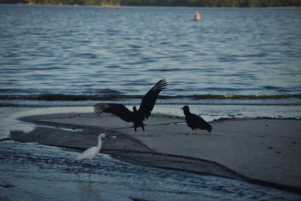 Pollution in the waters of Guanabara Bay in Rio de Janeiro
