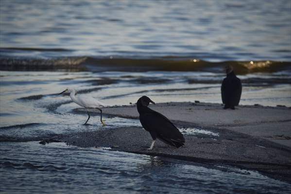 Pollution in the waters of Guanabara Bay in Rio de Janeiro