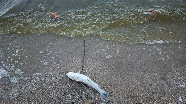 Pollution in the waters of Guanabara Bay in Rio de Janeiro