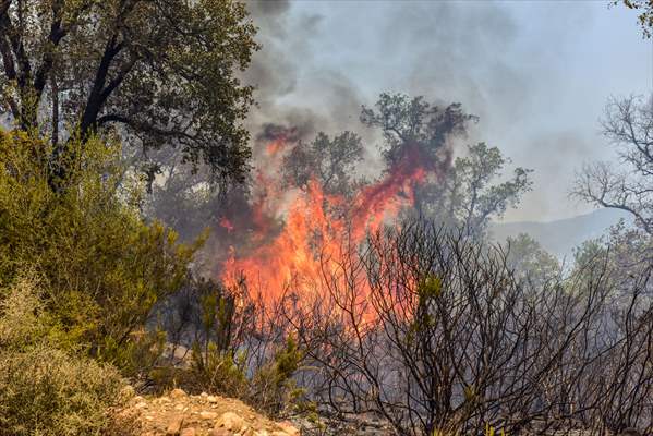 Forest fire in northern Morocco not yet under control