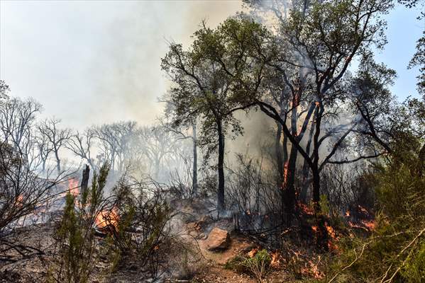 Forest fire in northern Morocco not yet under control