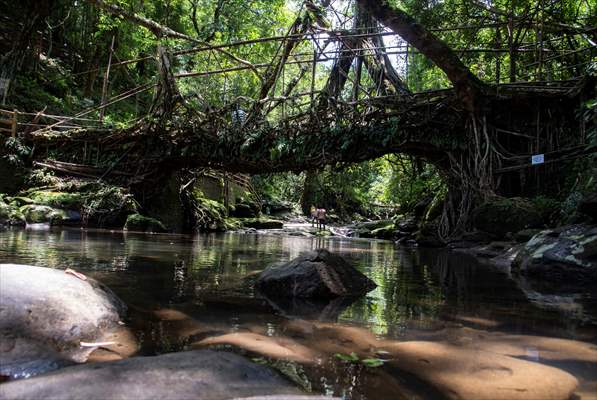 Living Root Bridge of India