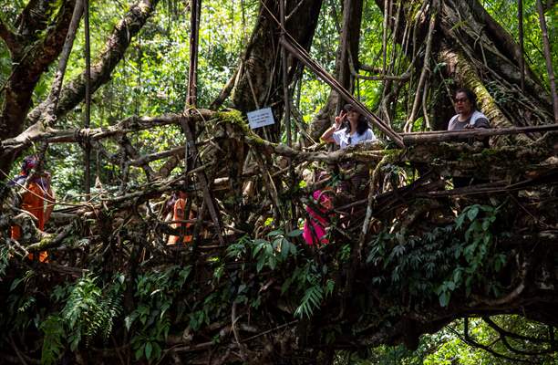 Living Root Bridge of India
