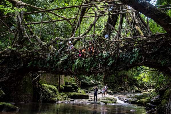 Living Root Bridge of India