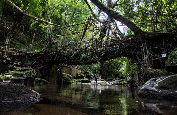 Living Root Bridge of India