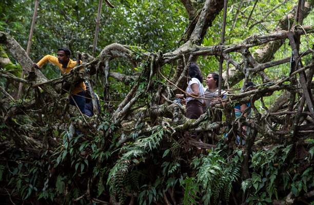 Living Root Bridge of India
