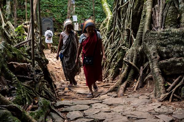 Living Root Bridge of India