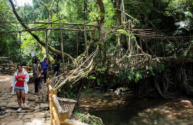 Living Root Bridge of India