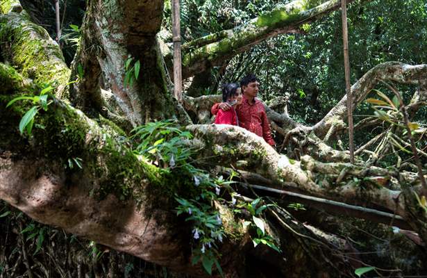 Living Root Bridge of India