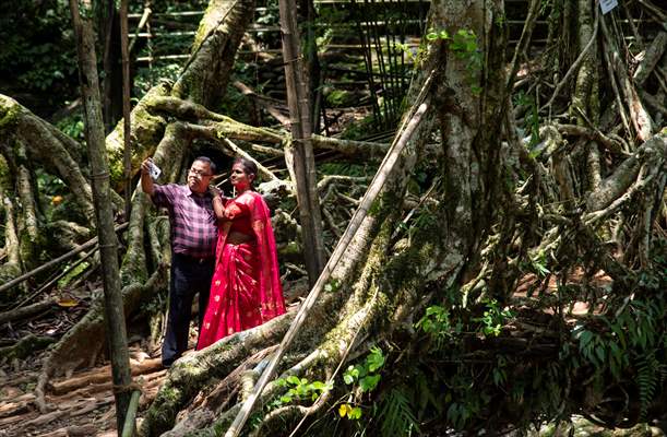Living Root Bridge of India