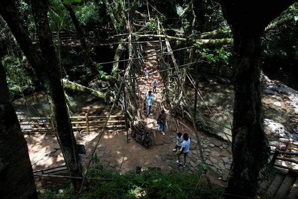 Living Root Bridge of India