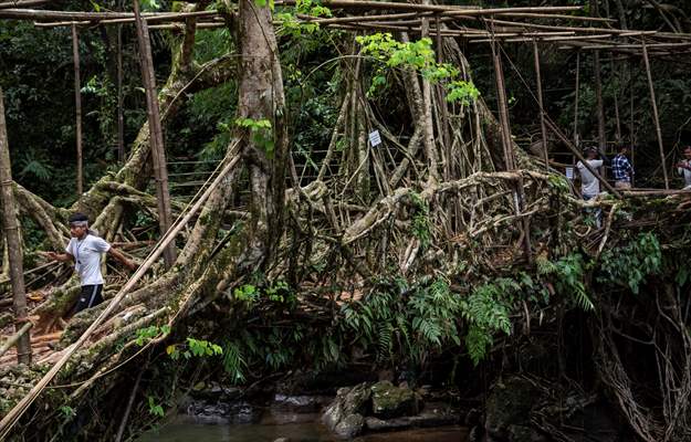 Living Root Bridge of India