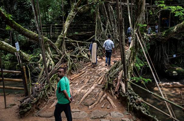 Living Root Bridge of India