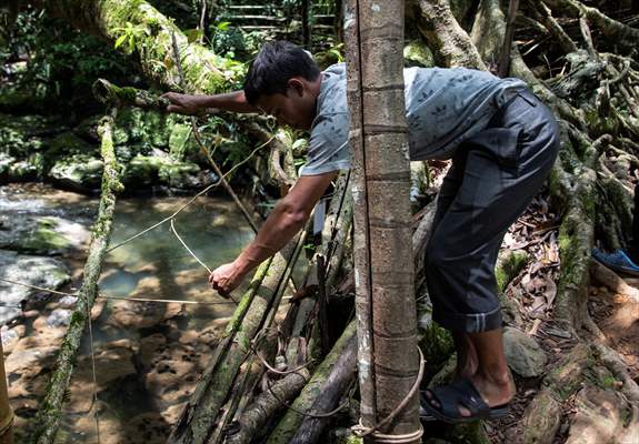 Living Root Bridge of India