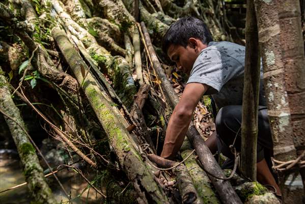 Living Root Bridge of India