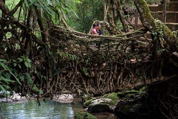 Living Root Bridge of India