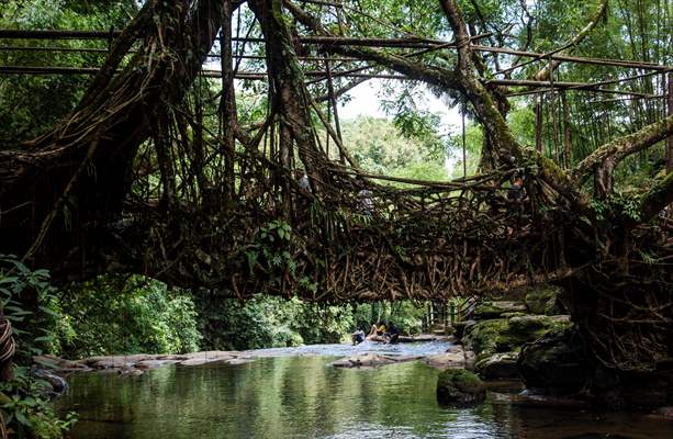 Living Root Bridge of India
