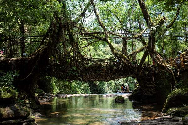 Living Root Bridge of India