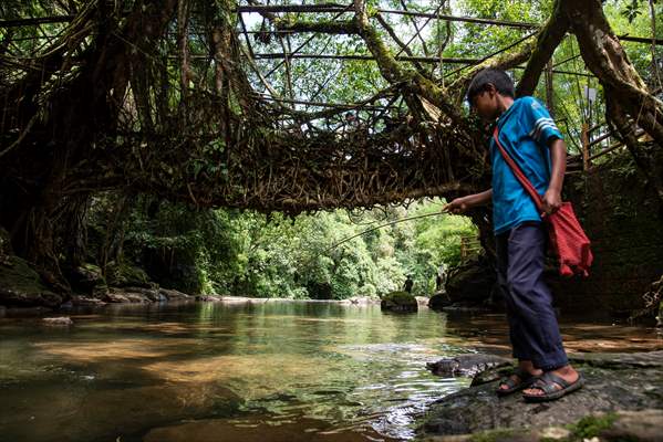 Living Root Bridge of India