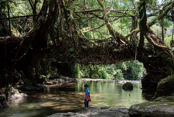 Living Root Bridge of India