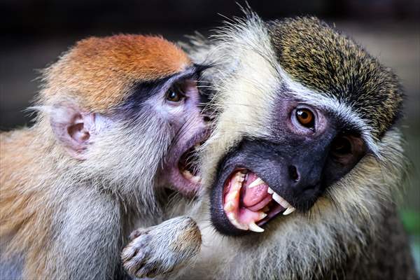 Abuja National Children's Park and Zoo in Nigeria