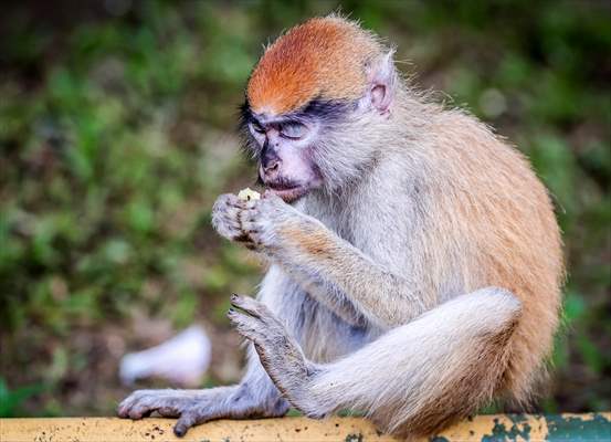 Abuja National Children's Park and Zoo in Nigeria