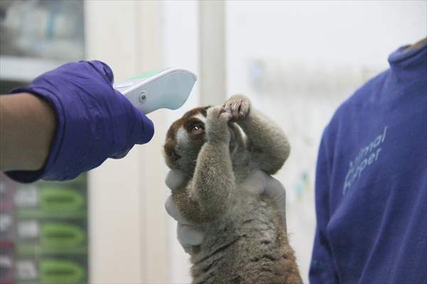 Sumatran slow loris in Indonesia