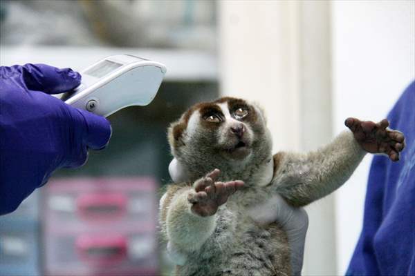 Sumatran slow loris in Indonesia