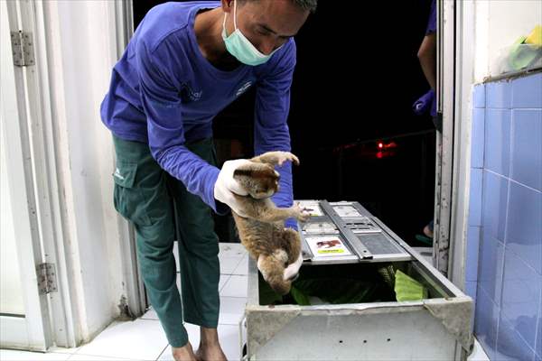 Sumatran slow loris in Indonesia