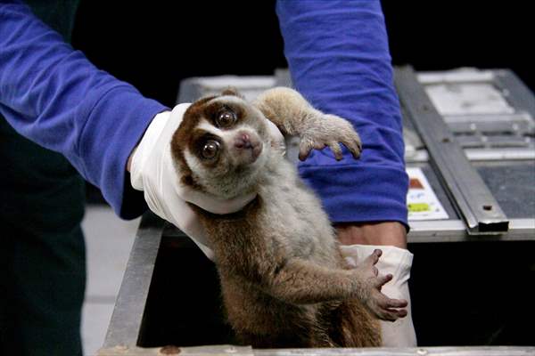 Sumatran slow loris in Indonesia