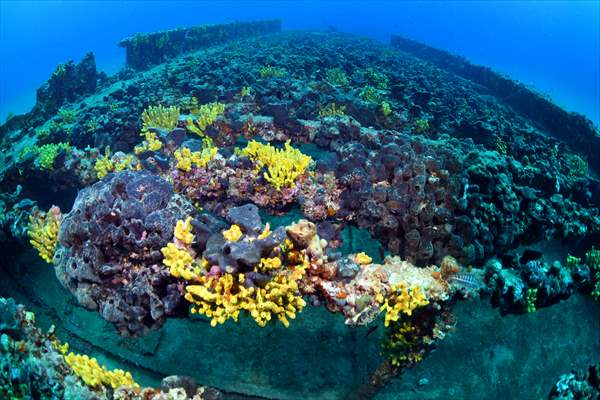 Shipwreck of Royal Navy's HMS Majestic in Gallipoli