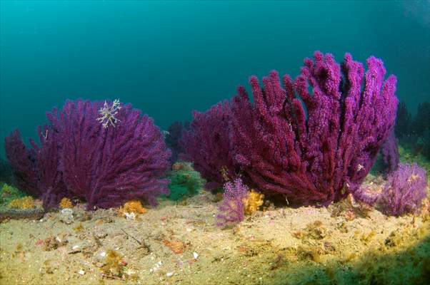 Shipwreck of Royal Navy's HMS Majestic in Gallipoli