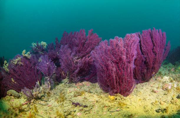 Shipwreck of Royal Navy's HMS Majestic in Gallipoli