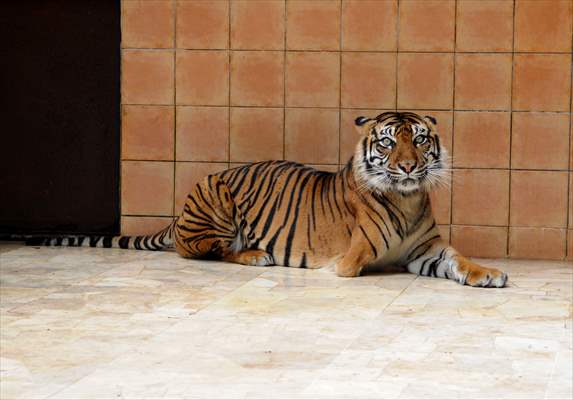 Sumatran tiger in Indonesia
