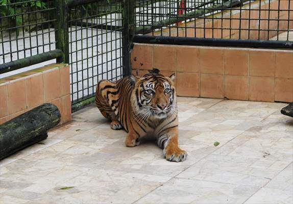 Sumatran tiger in Indonesia