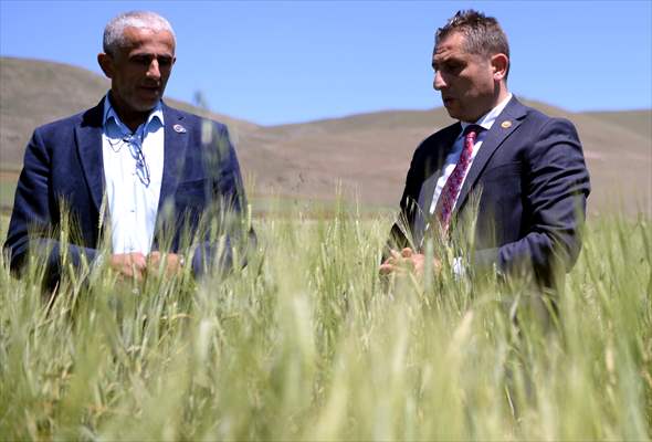 Çiftçiye tohumu dağıtılan ata buğdayında yüksek verim bekleniyor