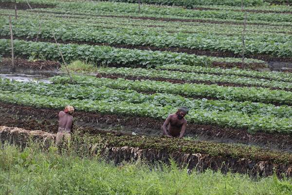 Floating Vegetable Garden: Adapting Climate Change