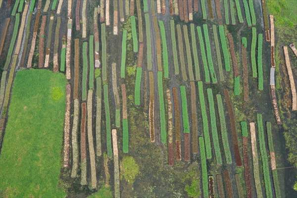 Floating Vegetable Garden: Adapting Climate Change