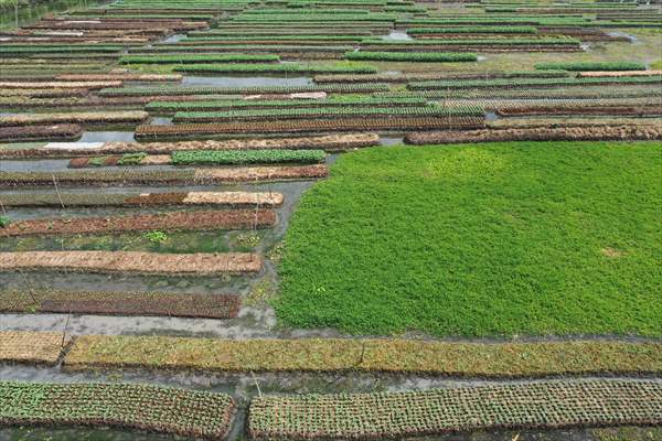Floating Vegetable Garden: Adapting Climate Change