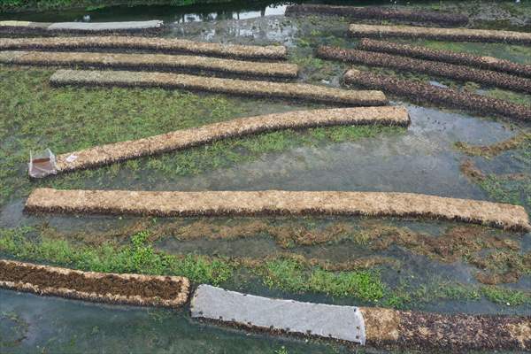 Floating Vegetable Garden: Adapting Climate Change